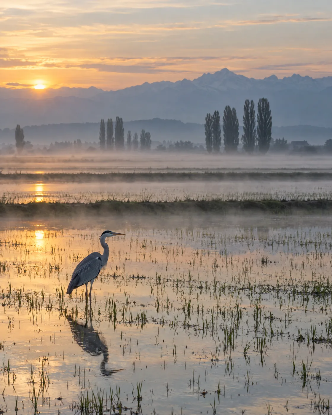 Rice paddies at dawn with a heron